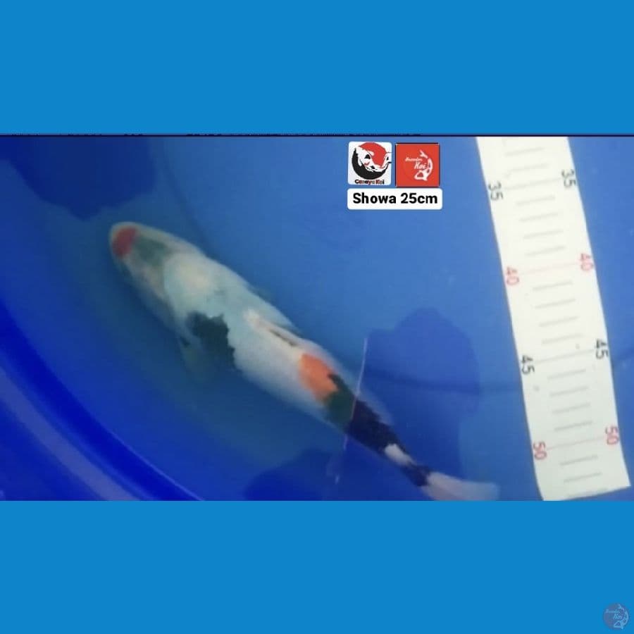 SHOWA 25CM --- CANAYA KOI FARM