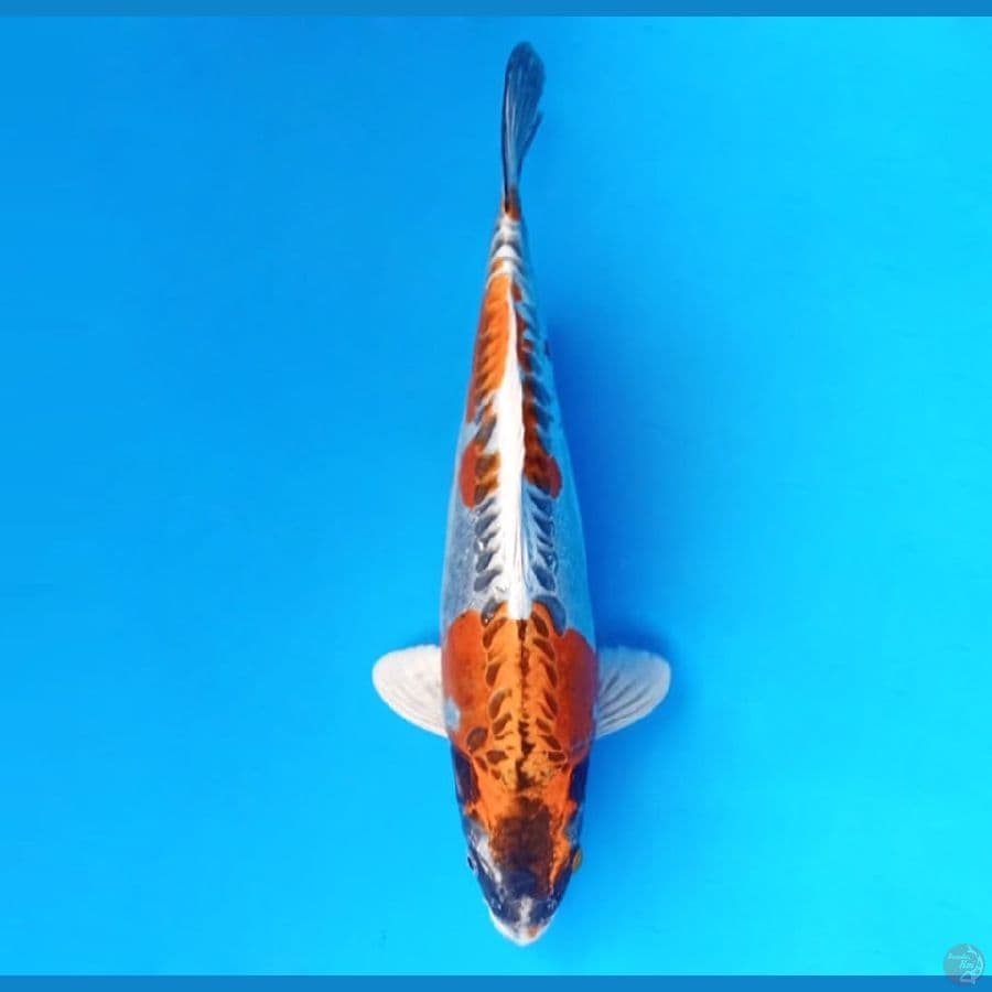 8.BENI KIKOKURYU 31 cm - male