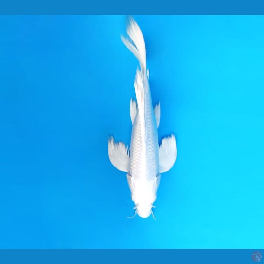 9.PLATINUM KUMPAY 37 cm - female