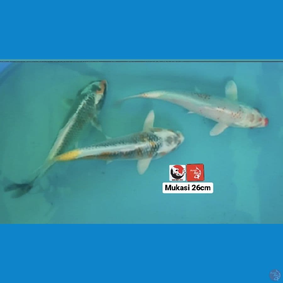 MUKASHI 26CM --- CANAYA KOI FARM