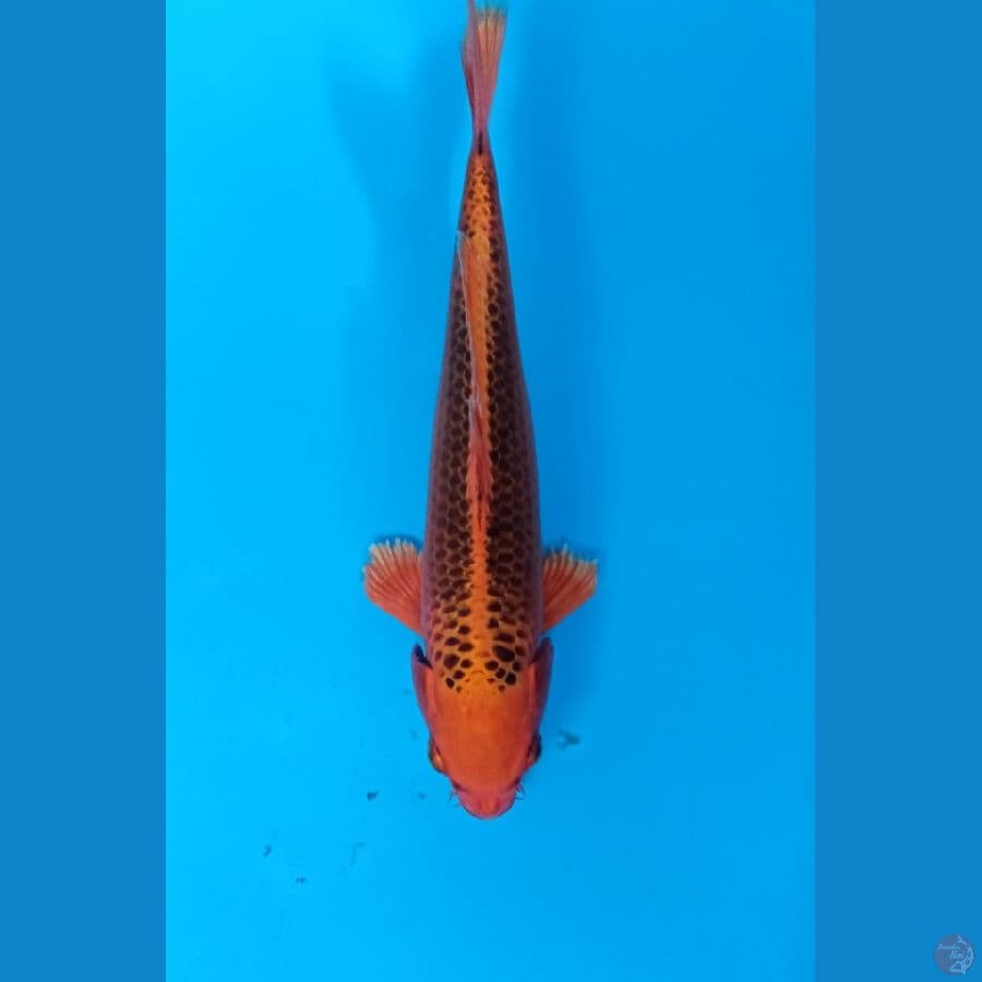 orange ogon 28cm 