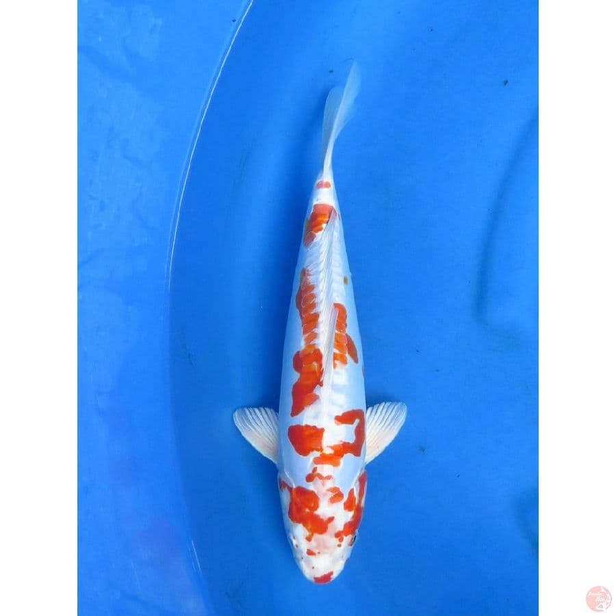 35cm , Sakura Kinkushui