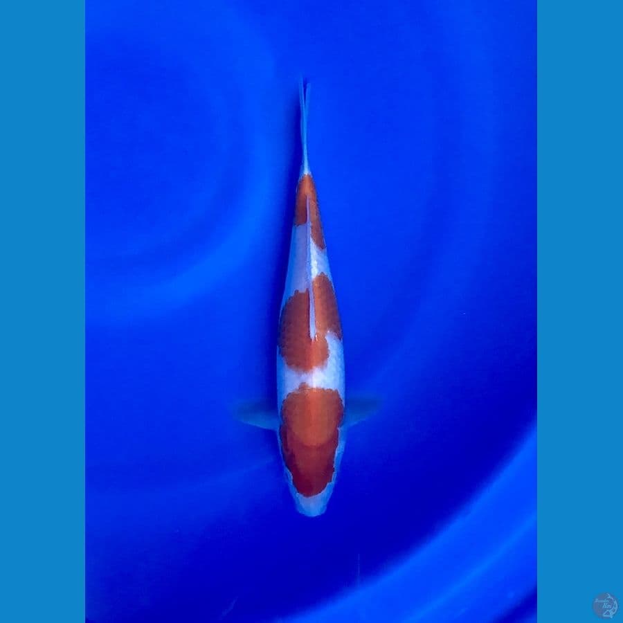 Kohaku 3 Step Original
