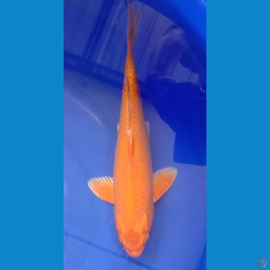 orenji size 32 cm