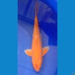 orenji size 32 cm