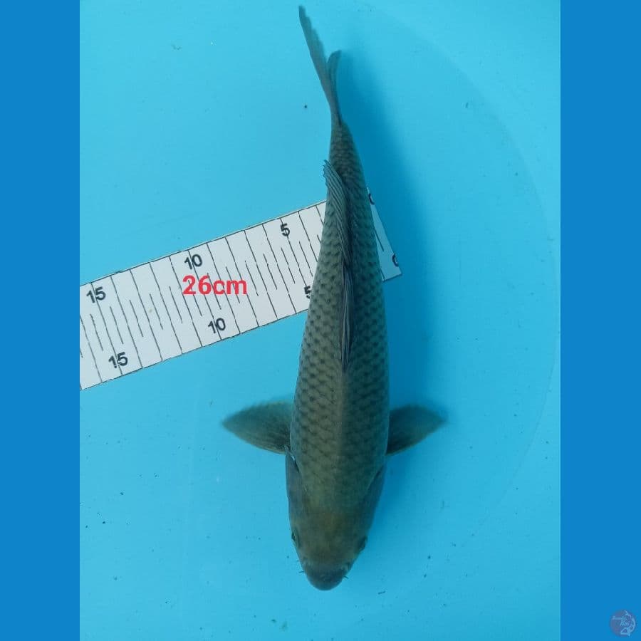 soragoi 26 cm
