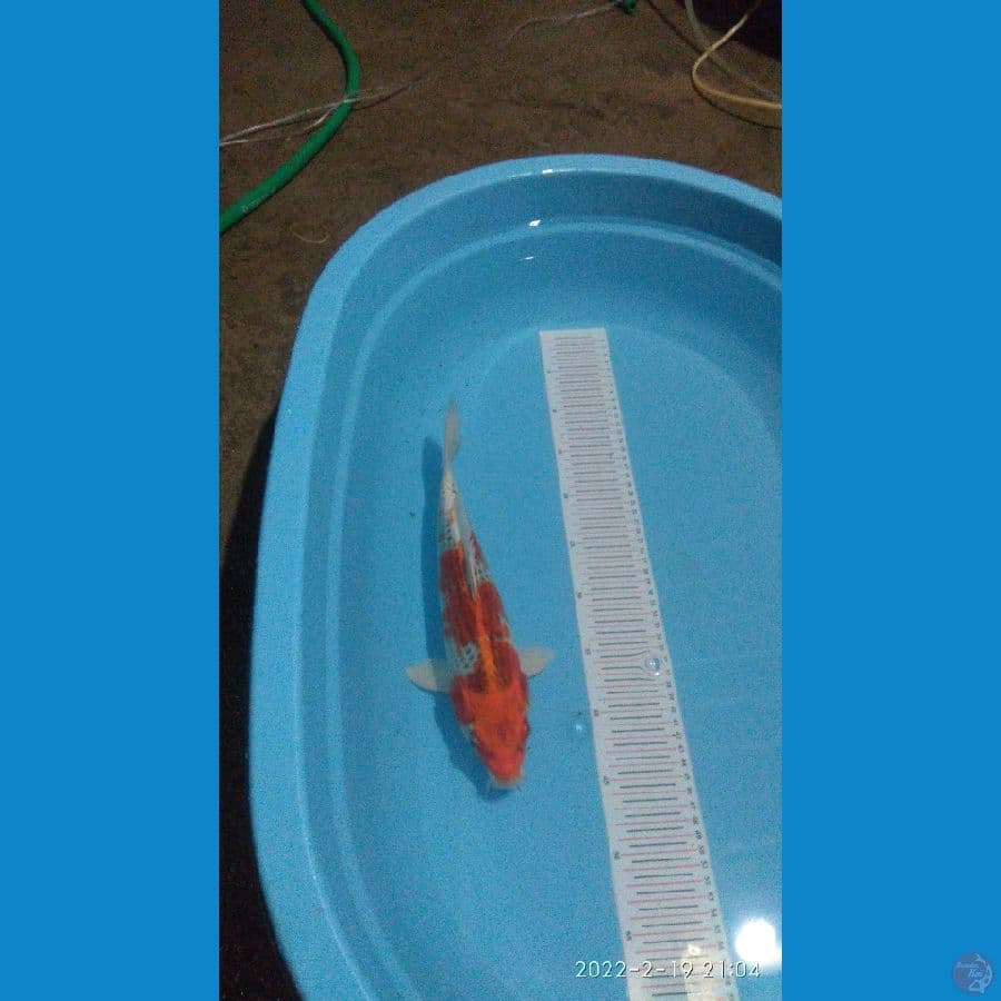 red kujaku