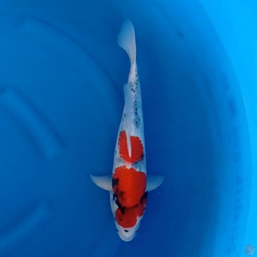 SHOWA HQ 38 cm