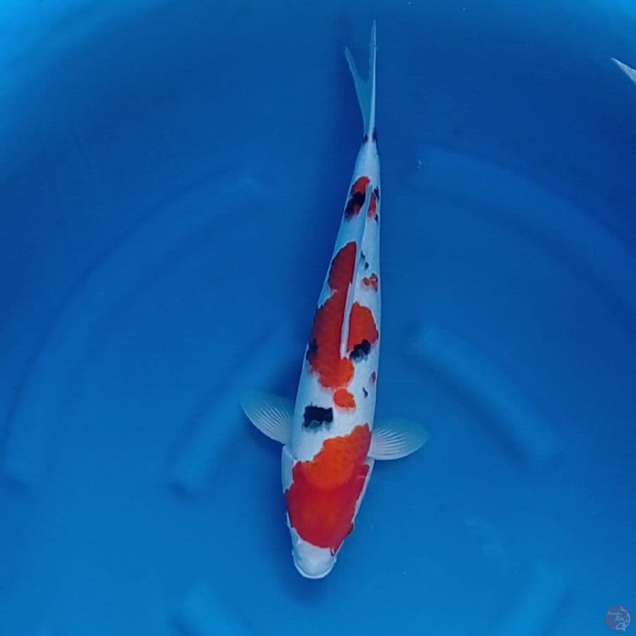 Sanke tsubosumi 43 cm