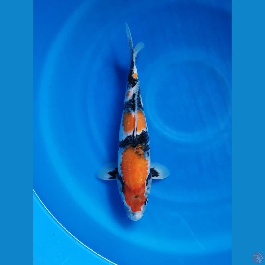 SWOHA 35CM/FEMALE