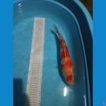 kohaku 37 cm
