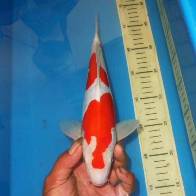 KOHAKU HIGH QUALITY