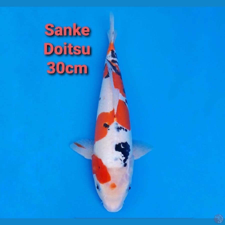 SANKE DOITSU MURNI 30CM