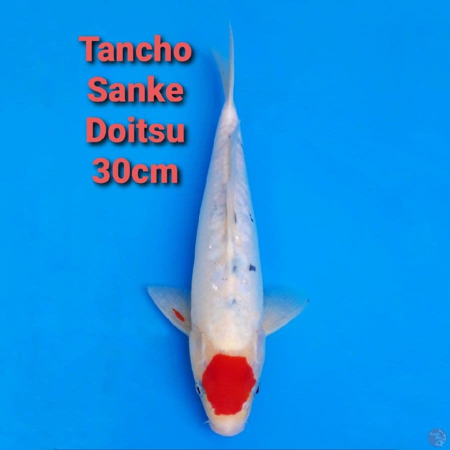 TANCHO SANKE DOITSU 30CM