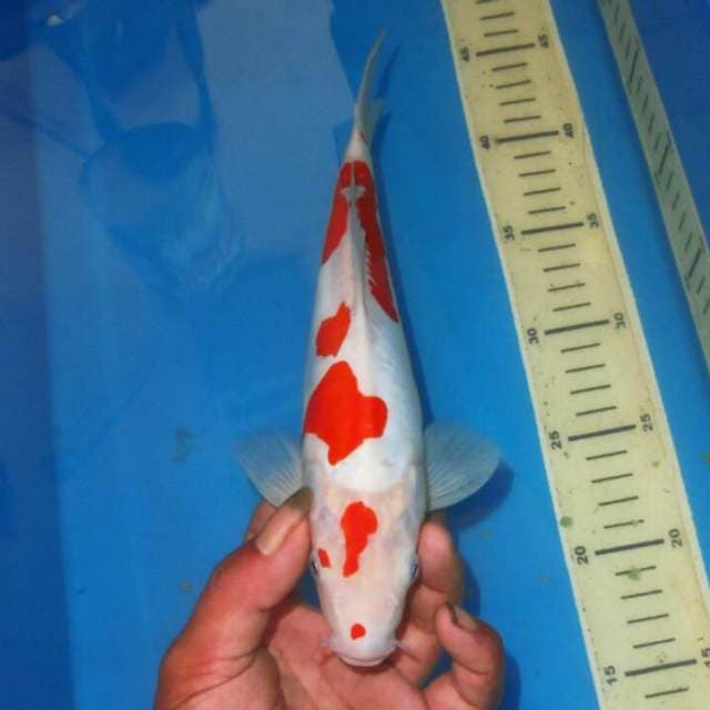 KOHAKU TOTOL TOTOL