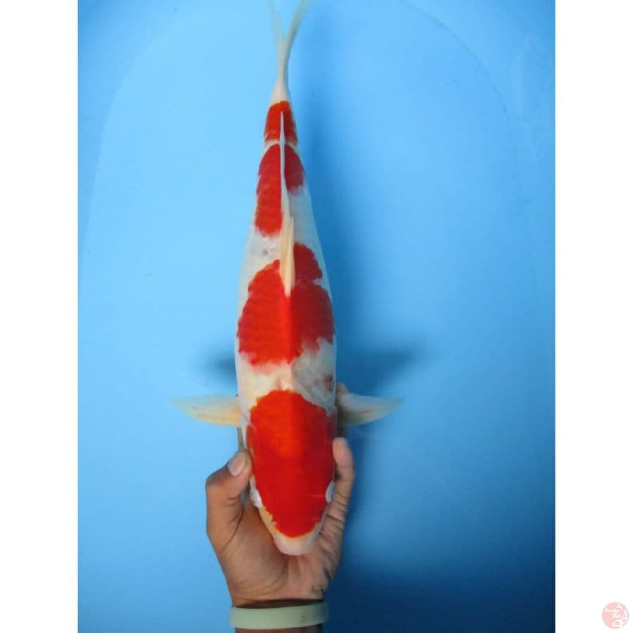 MKC KOI GRUB
