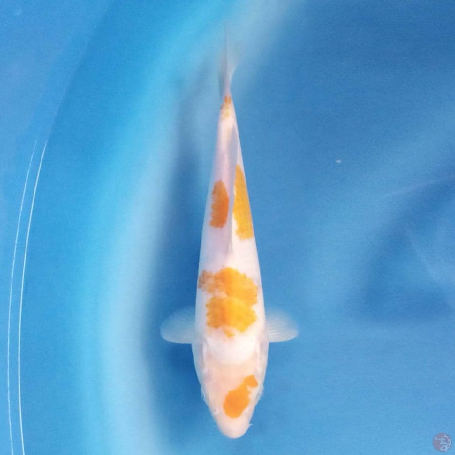 Koyo Karashi F1 25 cm