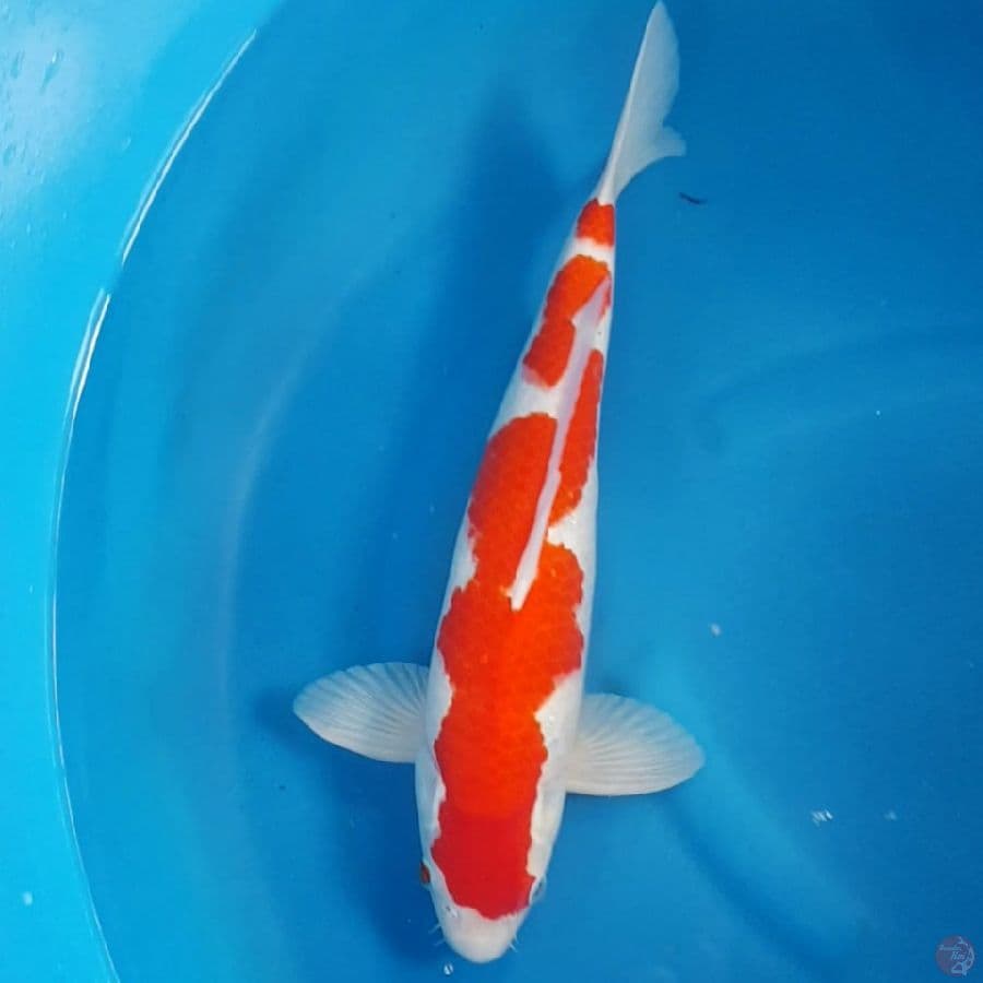INAZUMA KOHAKU 44 CM MALE