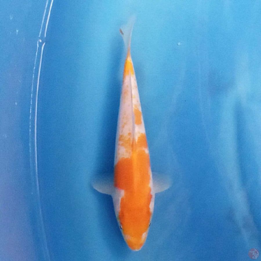 Koyo Karashi F1 21 cm