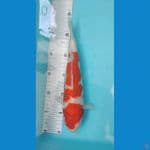Kohaku 30 cm
