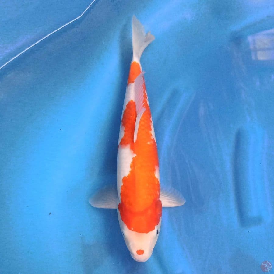 Kohaku 42 cm