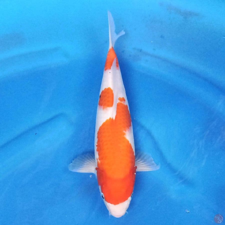 Sanke 35 cm