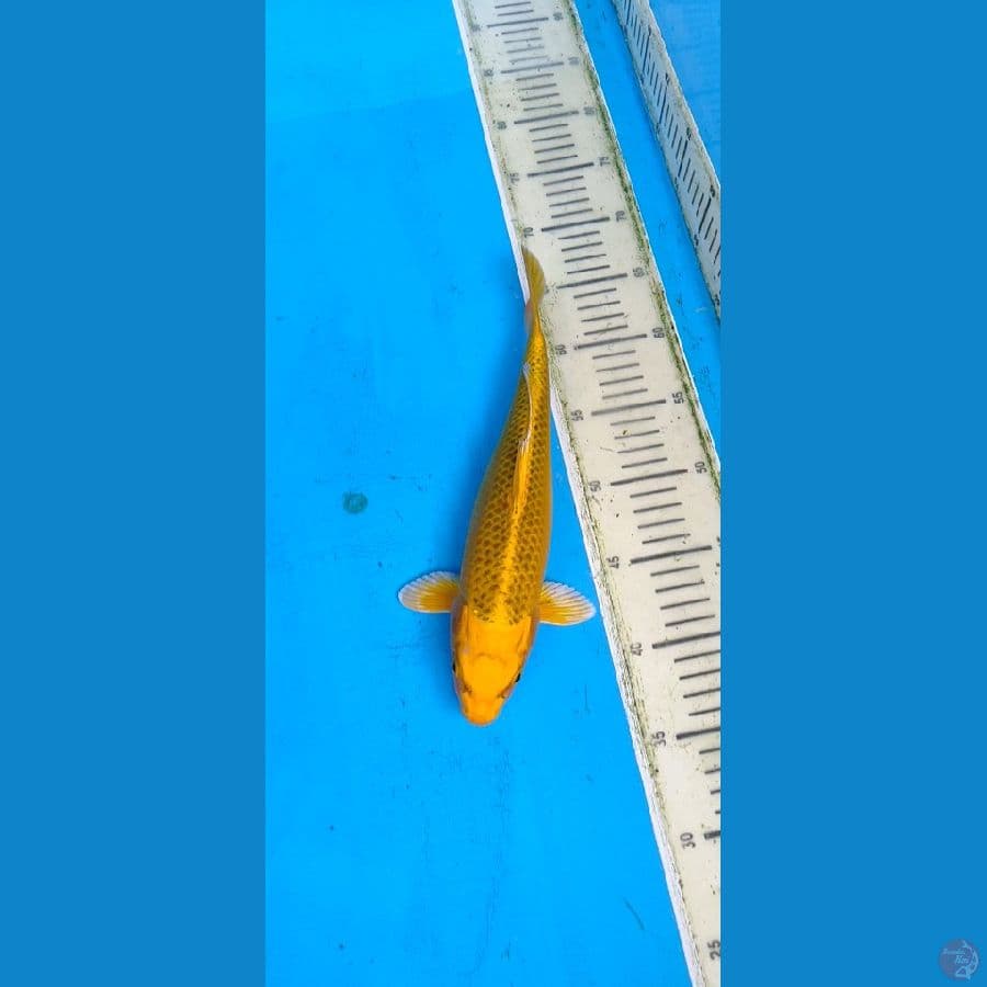 kin matsuba.... 30cm