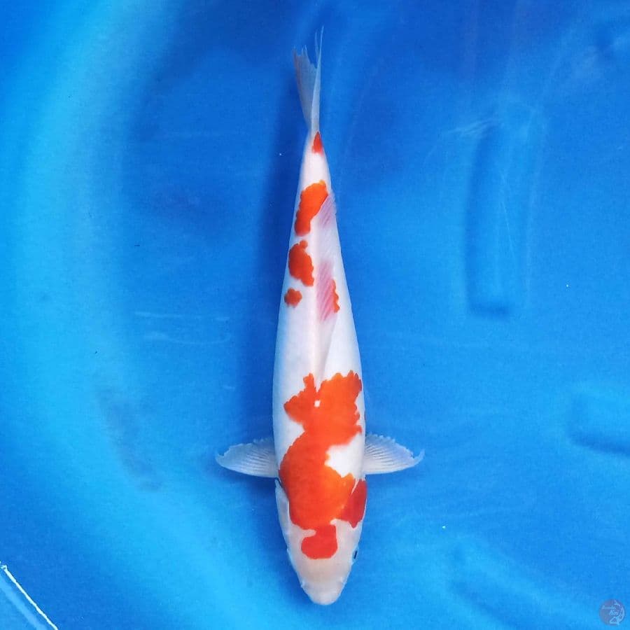 Kohaku 39 cm