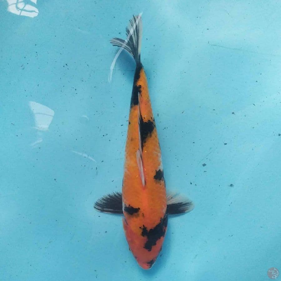 Hi Showa 26 cm