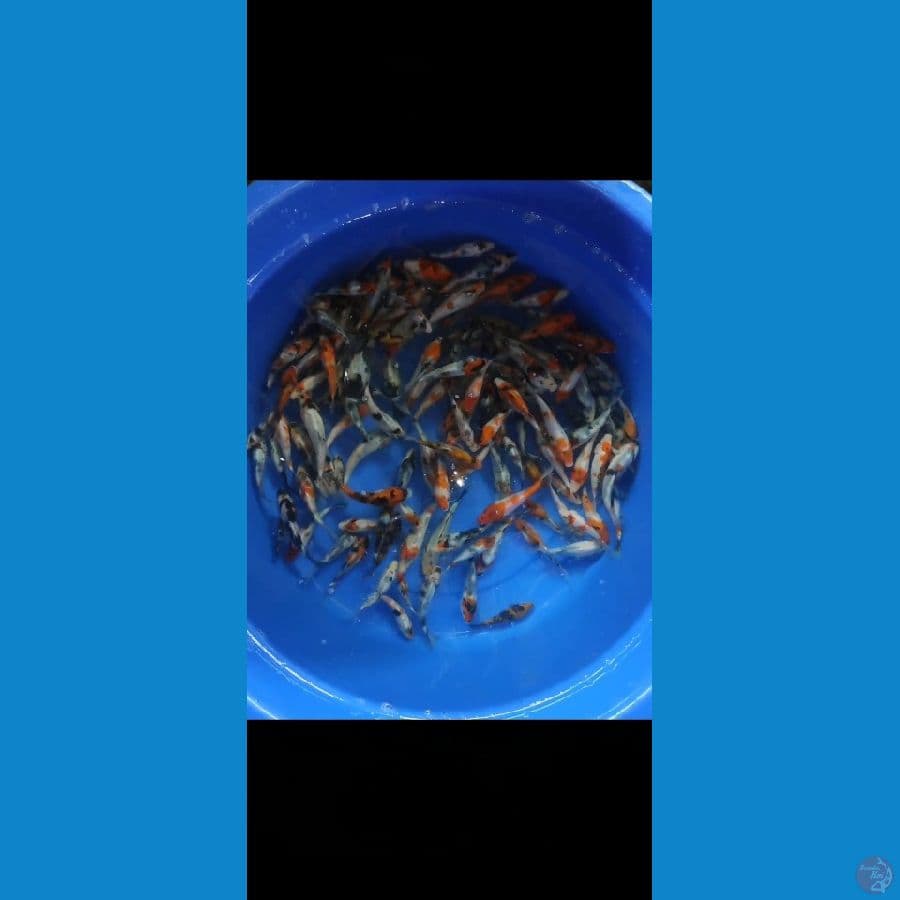 Paket 100 ekor 10-15 Cm