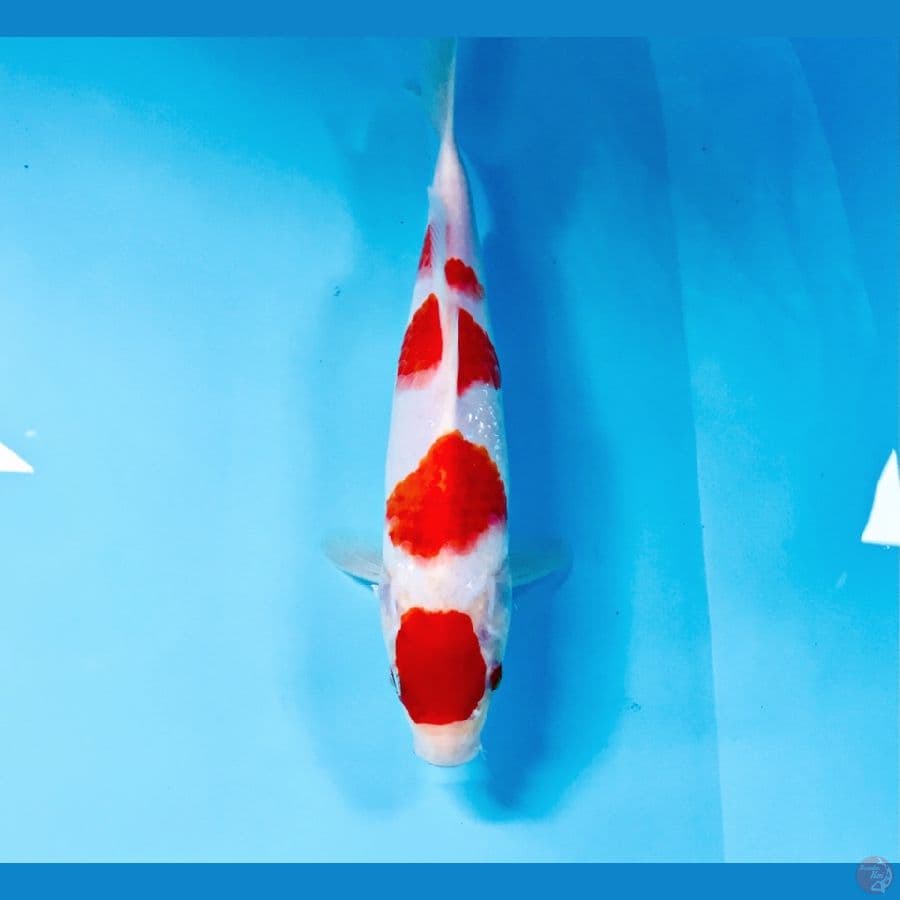 kohaku, 22 cm