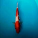 Kohaku 37cm