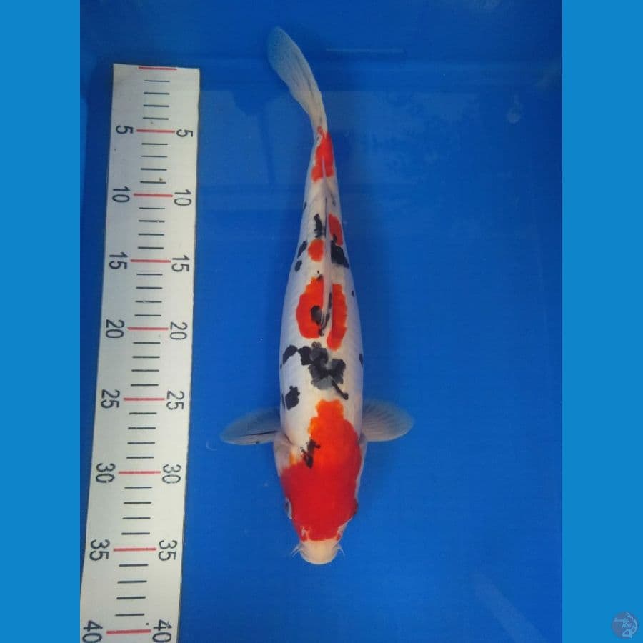 sanke doitsu 35 cm