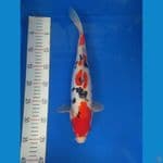 sanke doitsu 35 cm