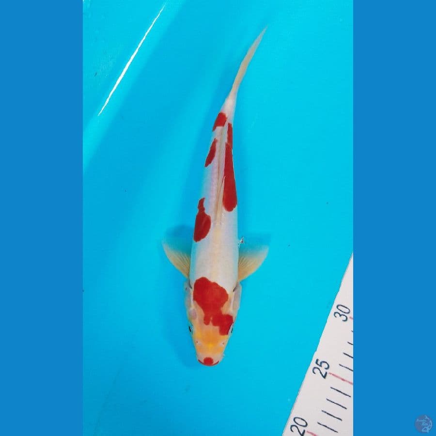 Doitsu murni 30 cm 