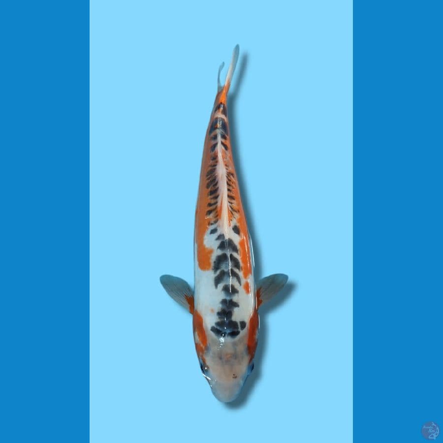 HANA SHUSUI 35CM JANTAN MOTO AKA IMBANG 