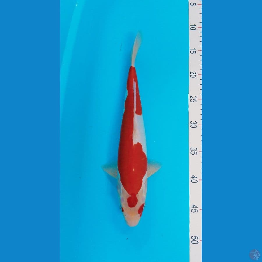 Kohaku Doitsu murni 