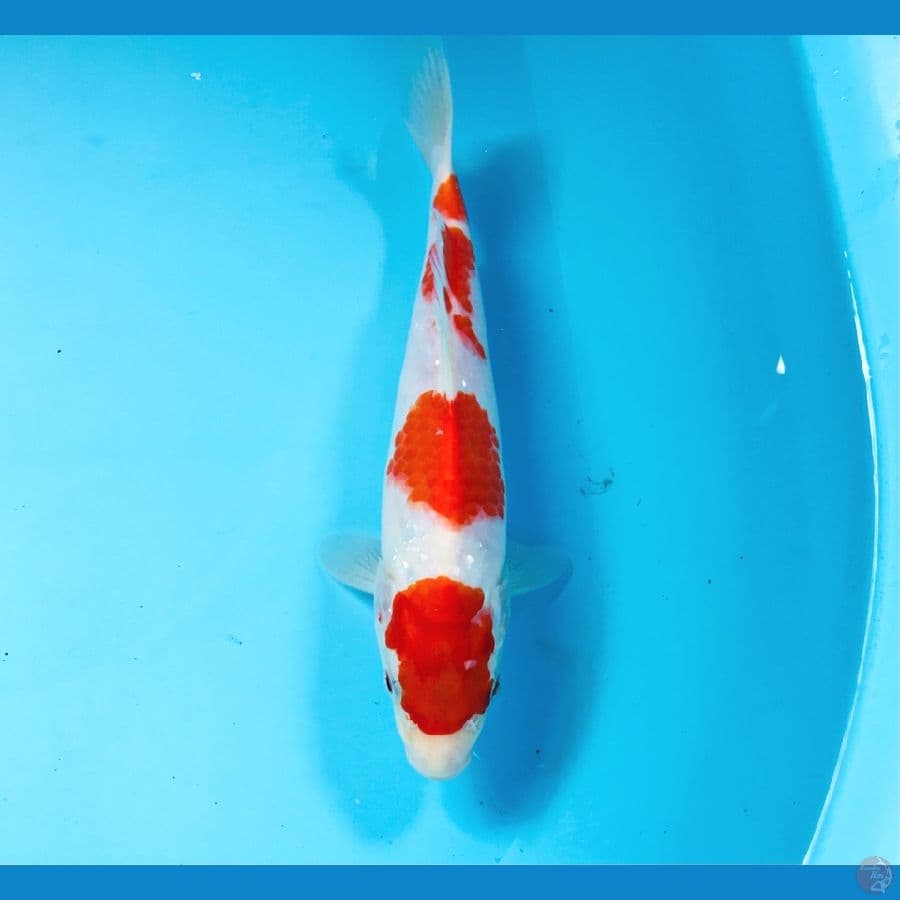 kohaku, 20 cm