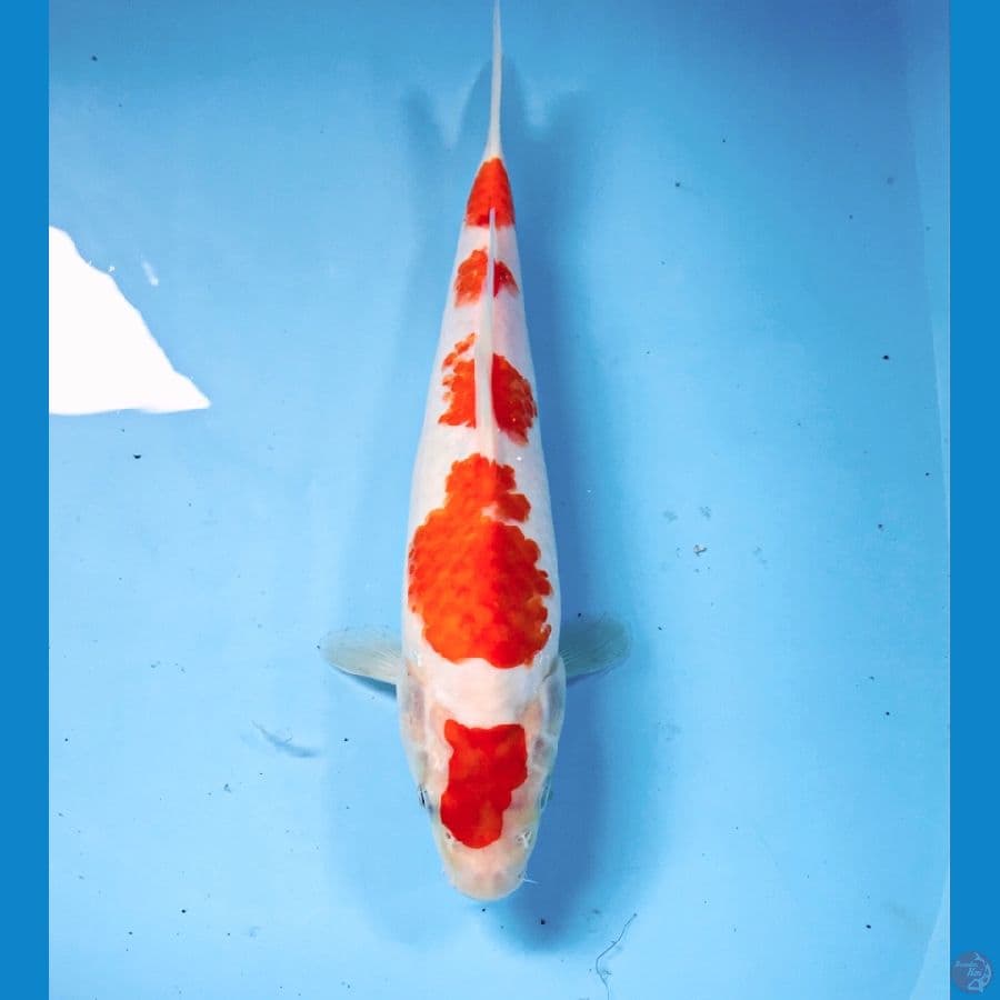 kohaku, 24 cm