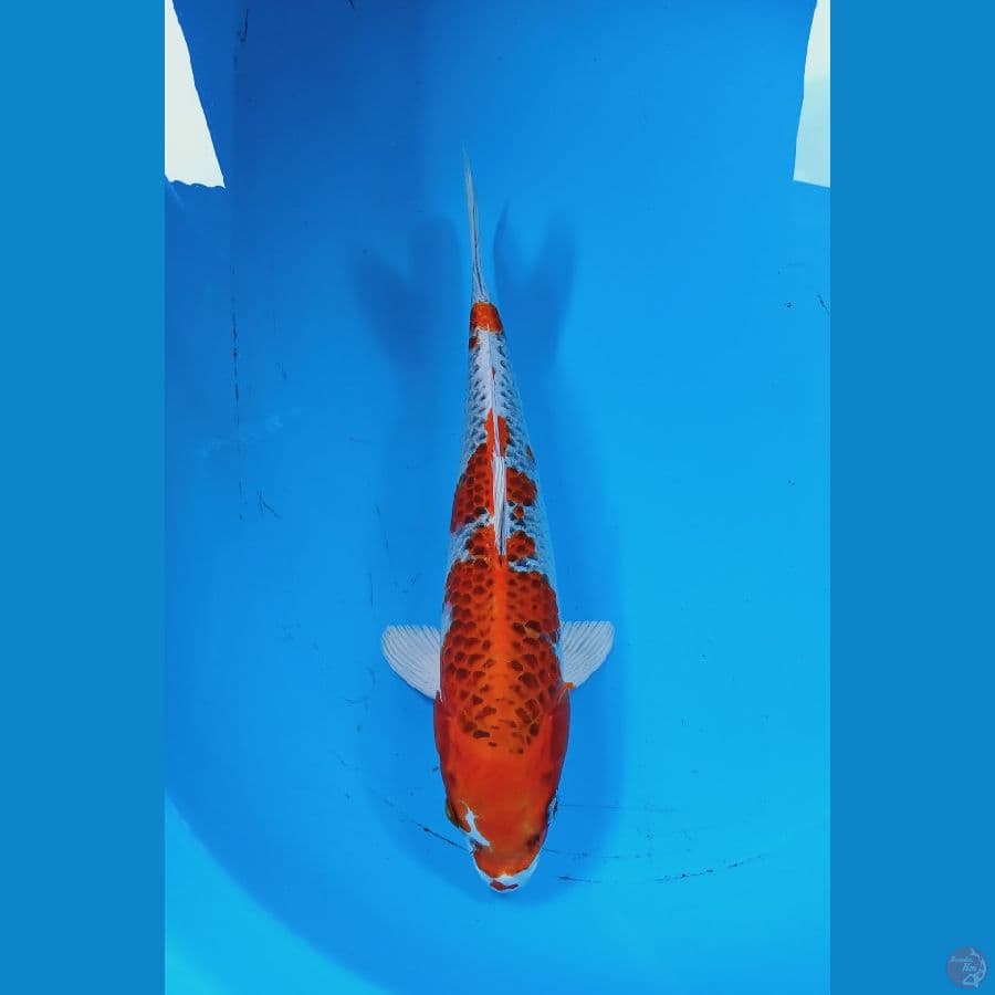kujaku 32cm