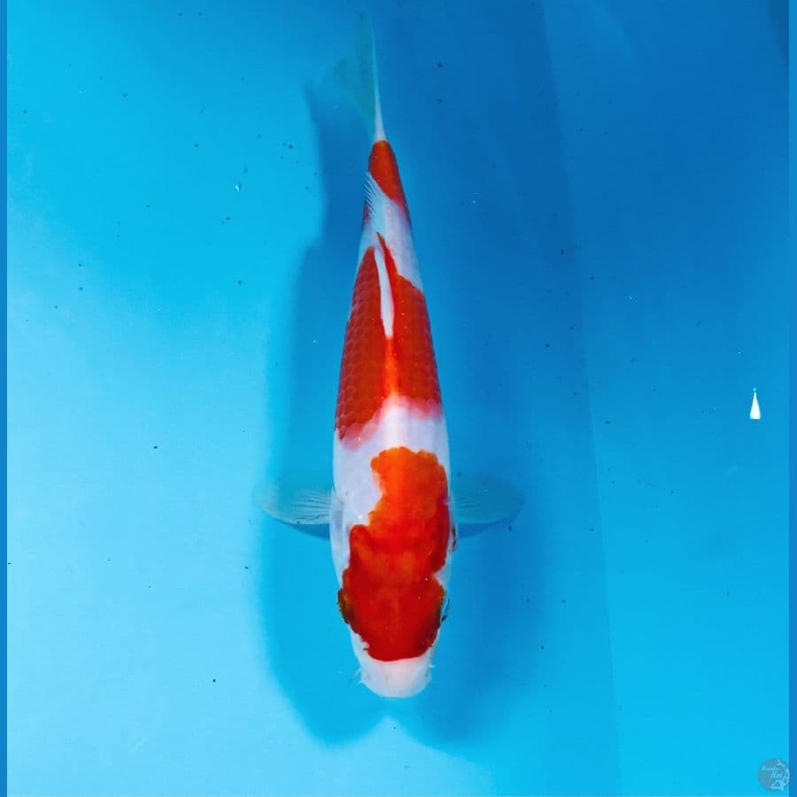 kohaku, 20 cm