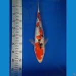 sanke ginrin 40 cm