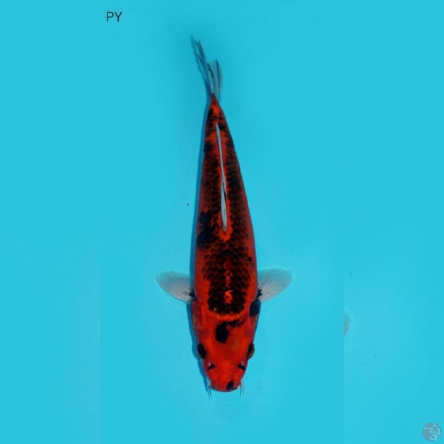 ANTIKAN-RED ASAGI, 28 CM