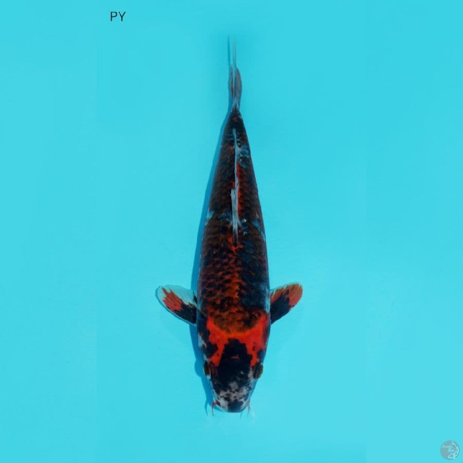 BENI GINGA, 28 CM