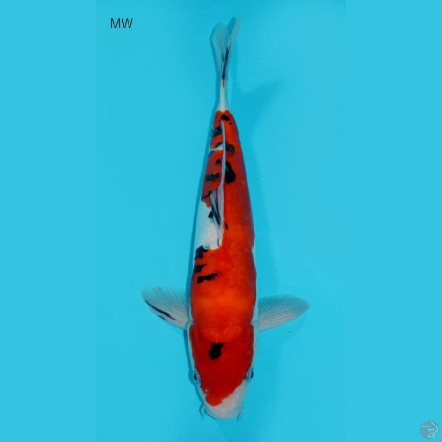 OMOYO SANKE DOITSU, 30 CM