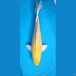 KARASHI 39/ MALE