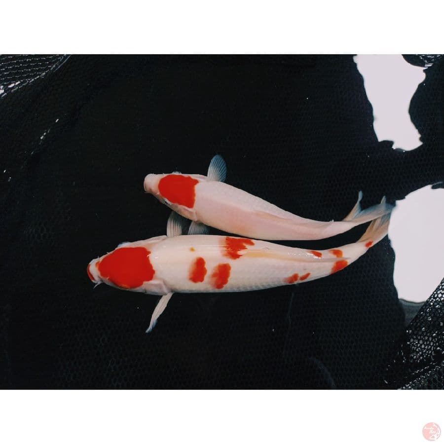 tc kohaku & maruten sz 26 33