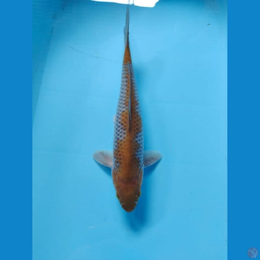 uchiba 35cm