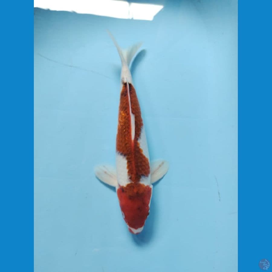 ai goromo 33cm