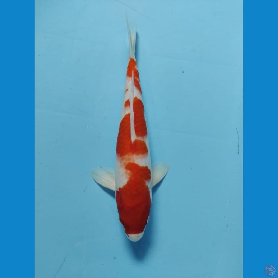 kohaku 35cm
